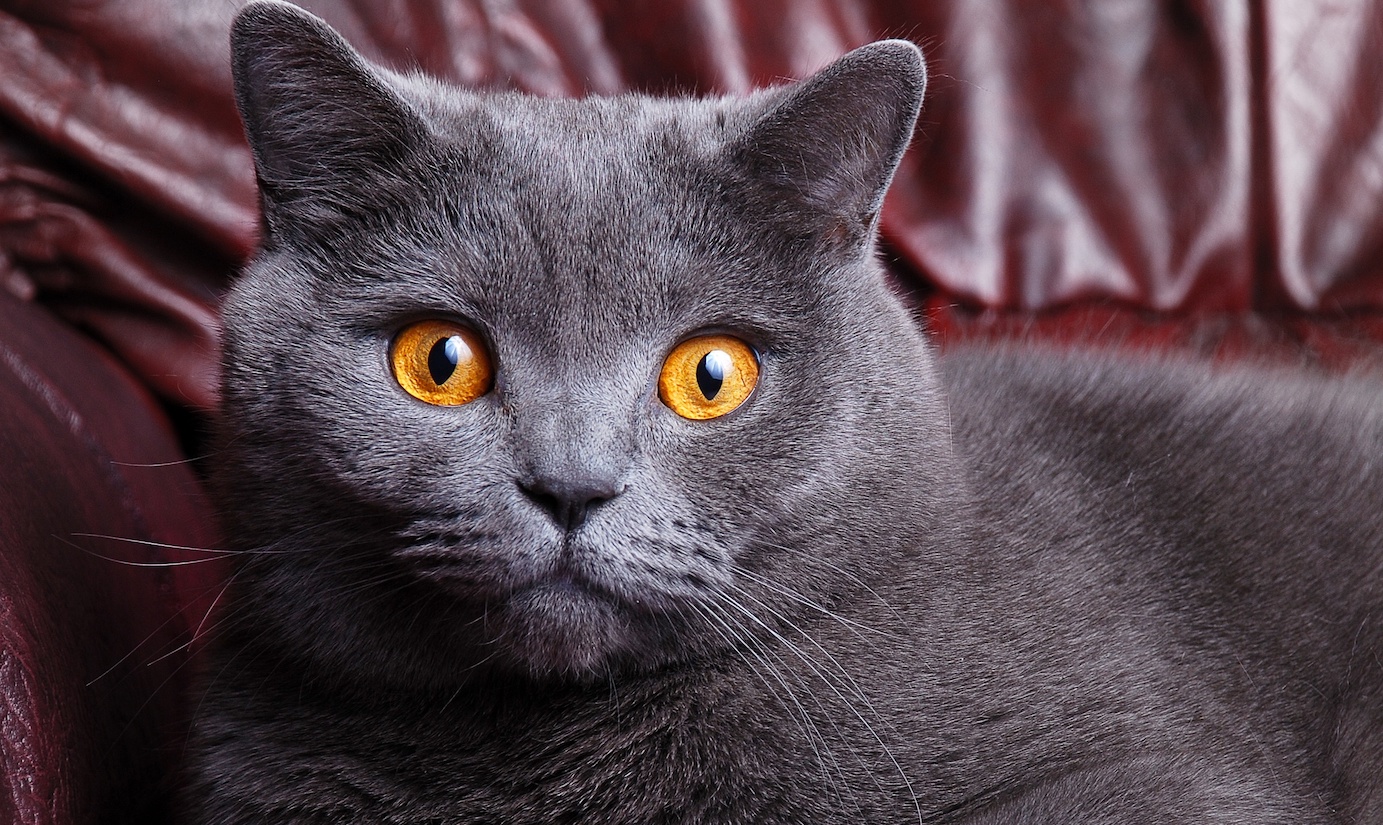 Add Image Recognition to the Cat Object Unit Salesforce Trailhead Add Image Recognition to the Cat Object Unit Salesforce Trailhead